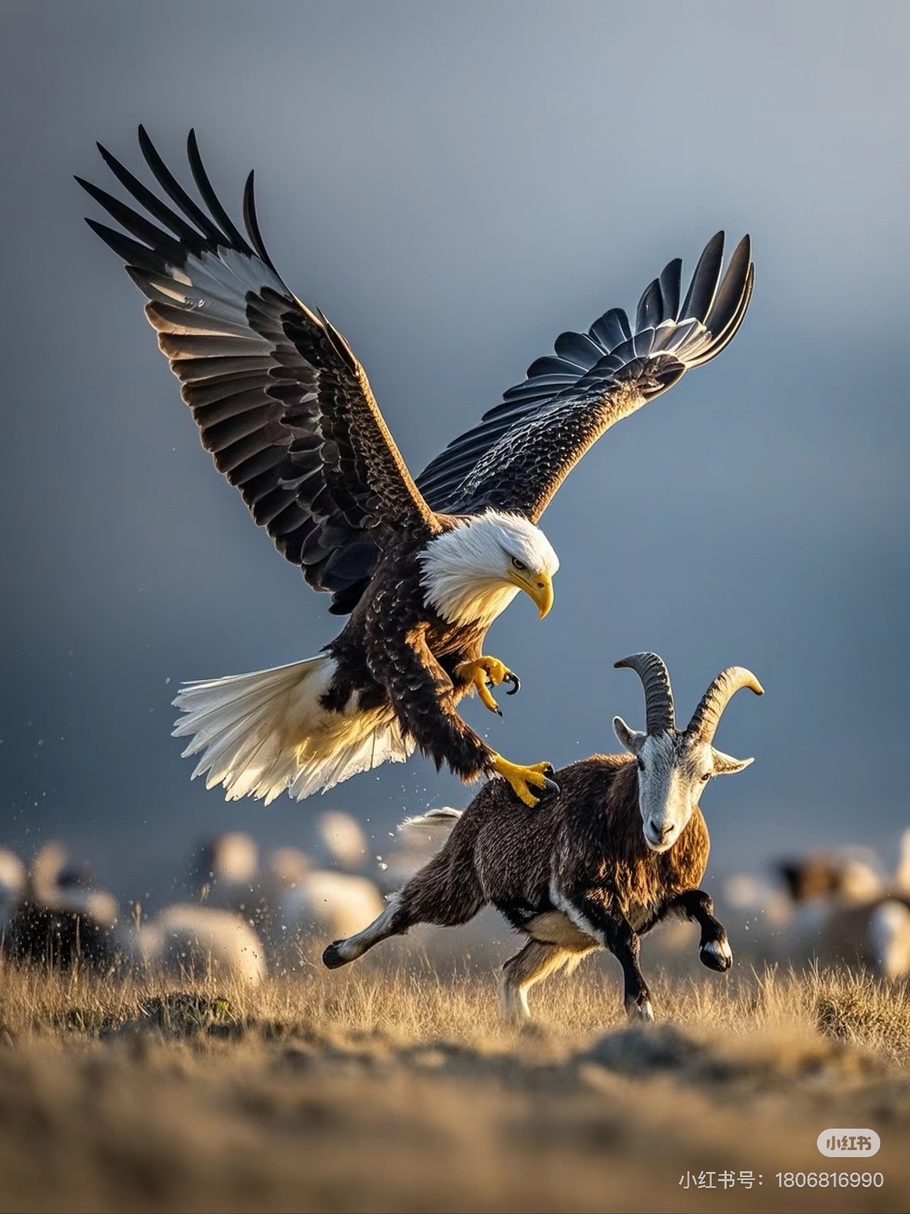 爱游戏官网入口-赛马比赛惊心动魄展开，美国选手完胜对手的简单介绍